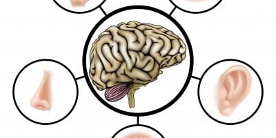 Five senses brain